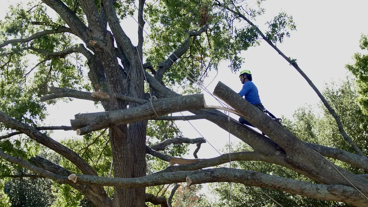 Professional Crown Thinning performed by certified arborists in Millington