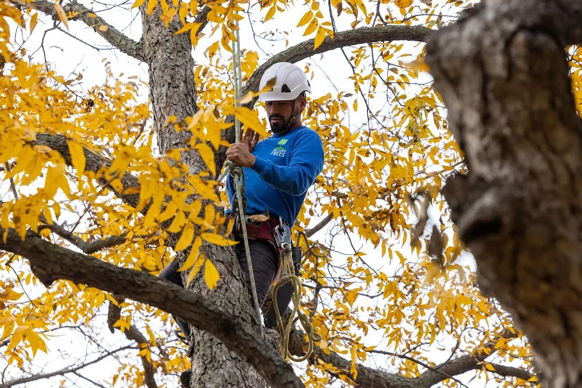Skilled Tree Pruning crew working in Millington